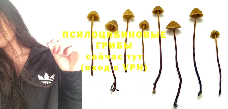 как найти закладки  Орск  Псилоцибиновые грибы MAGIC MUSHROOMS 